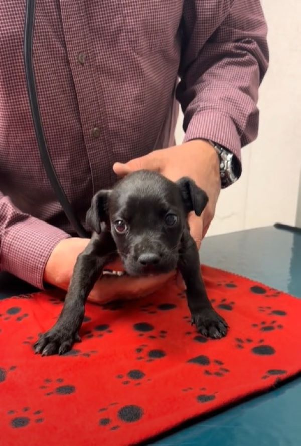 black puppy at vet