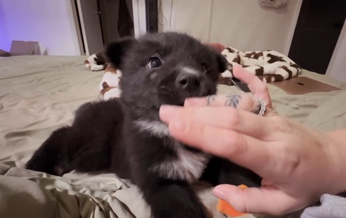 black puppy biting womans hand