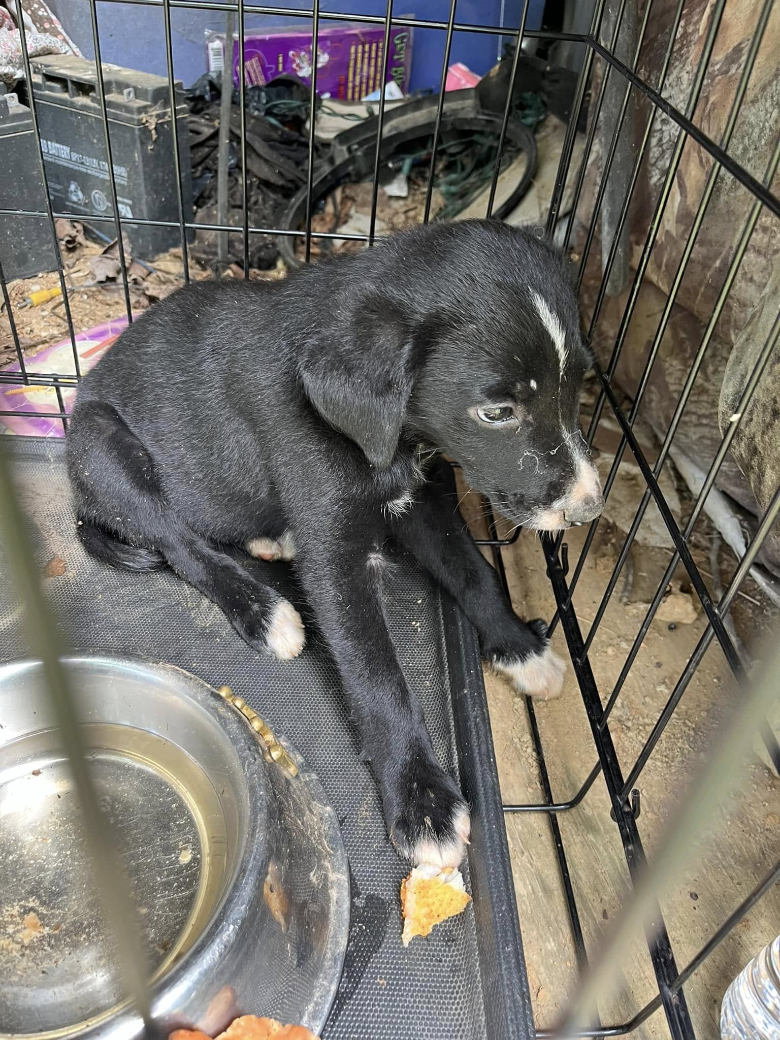 black puppy in crate