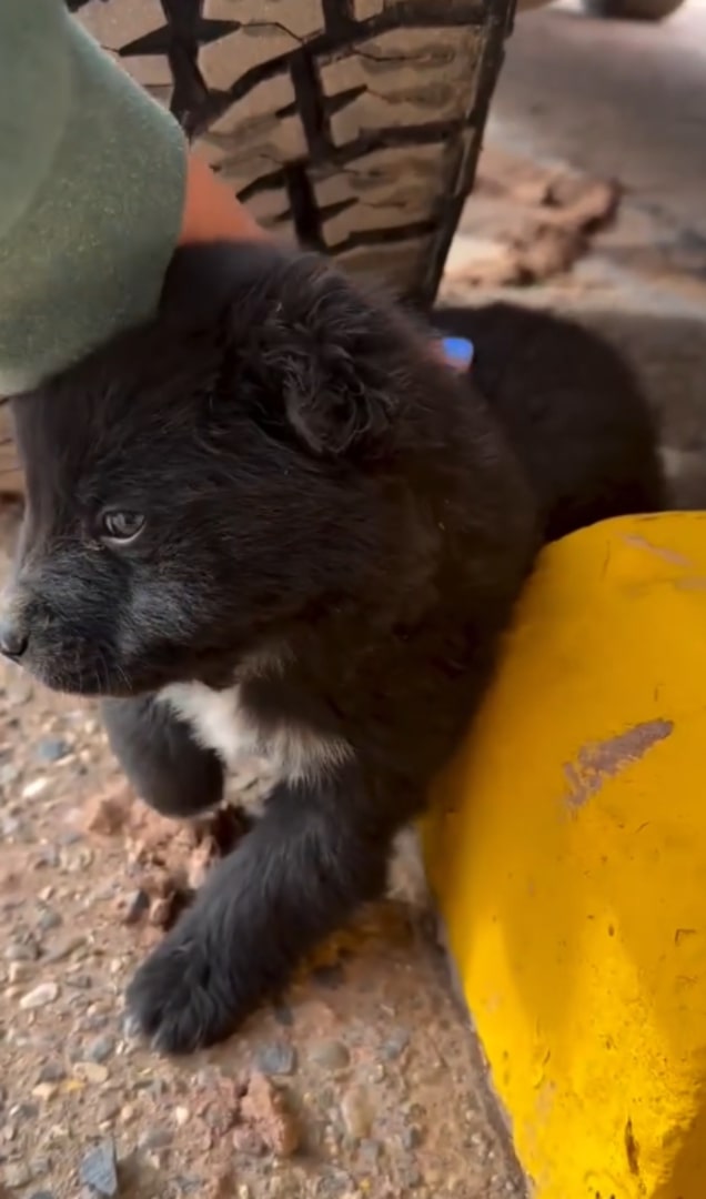 black puppy next to yellow curb