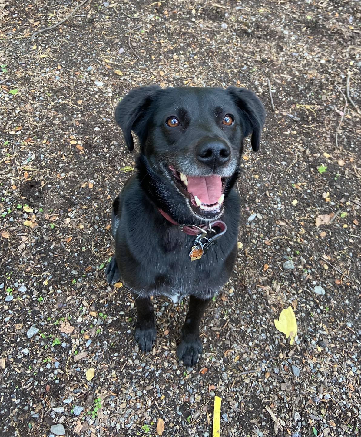 black puppy smiling