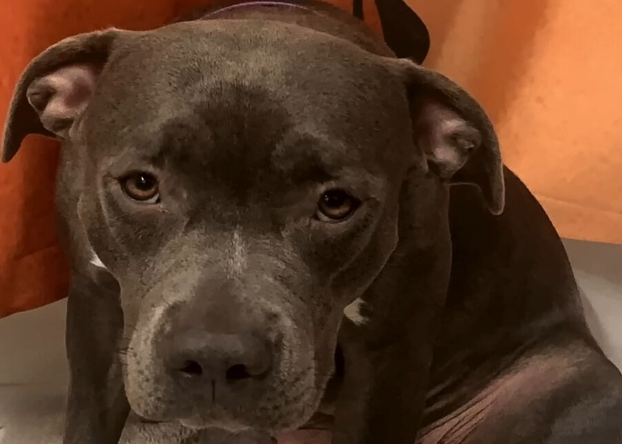 black shelter dog