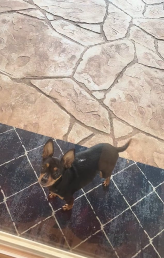 black tiny dog