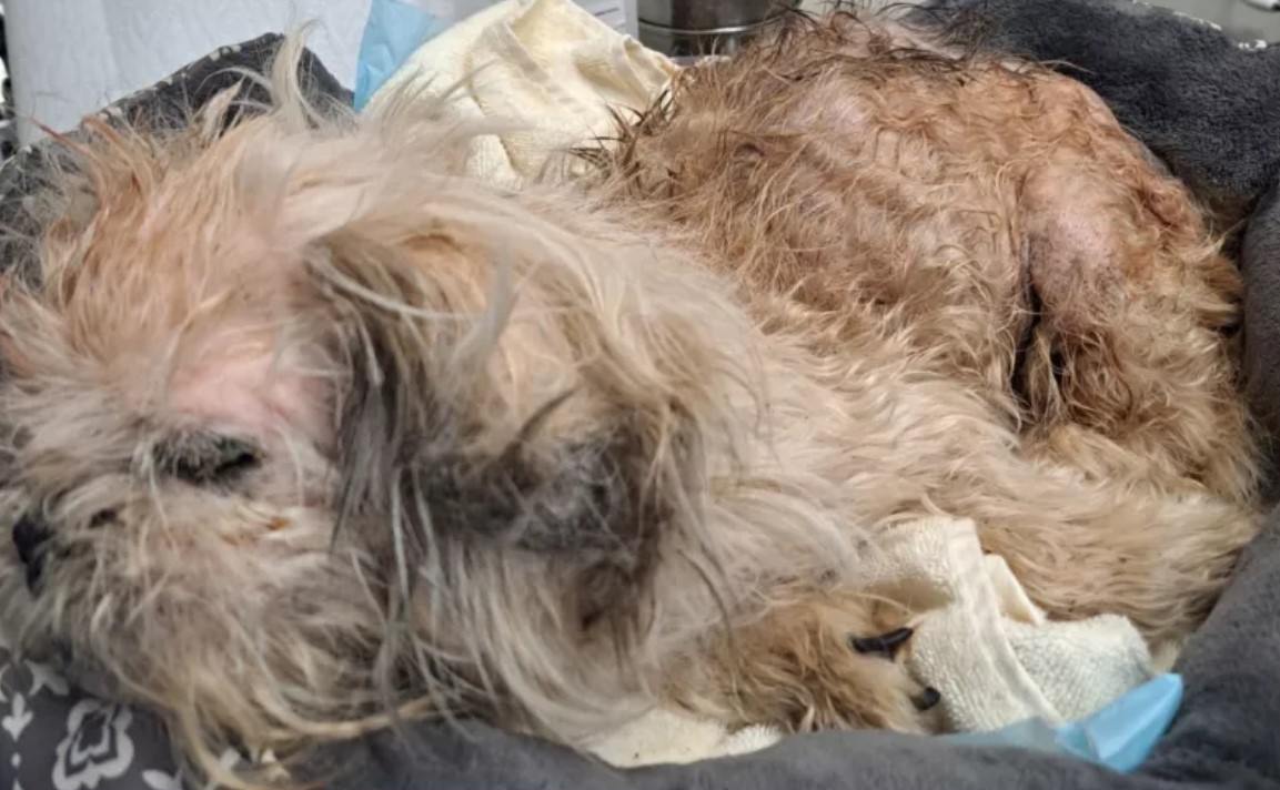 blind brown dog