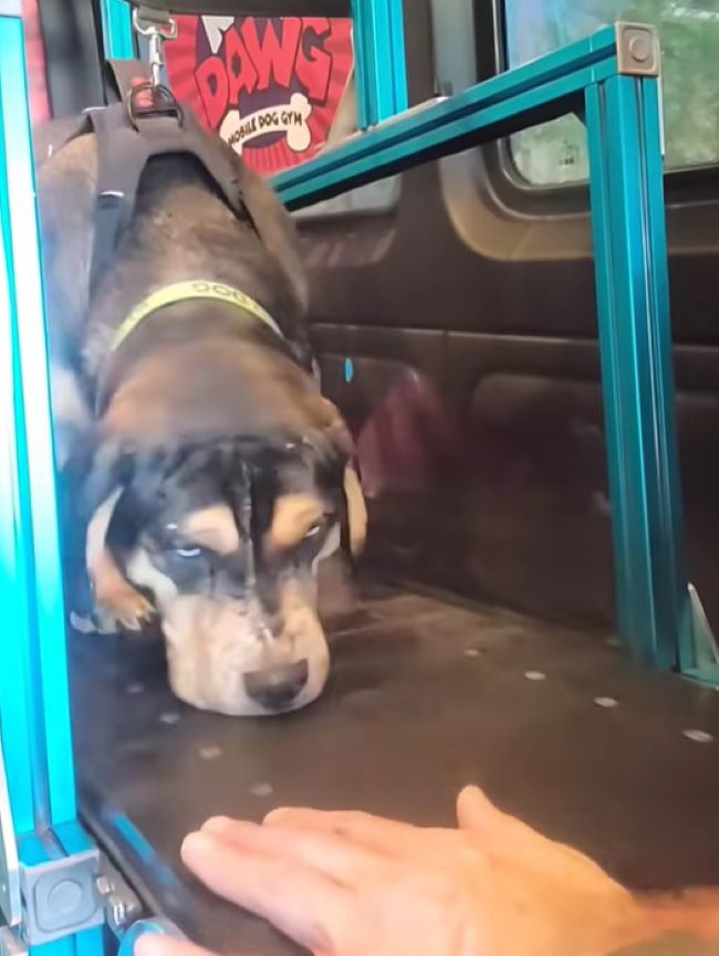 blind dog in car