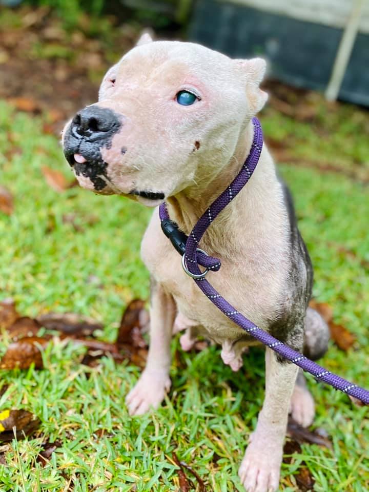 blind pitbull