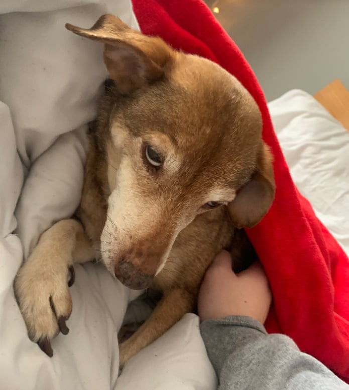 blind puppy laying down