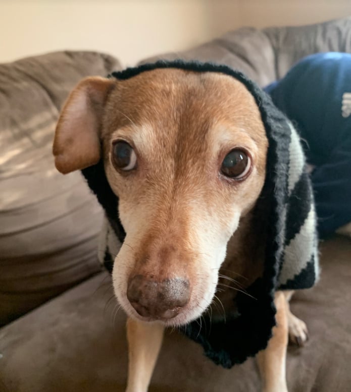 blind puppy
