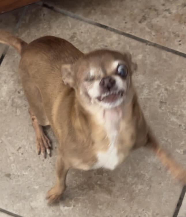 blurry image of one eyed dog