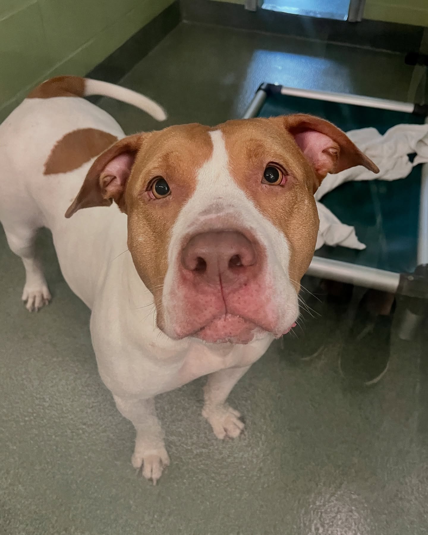 brown and white dog in the shelter 
