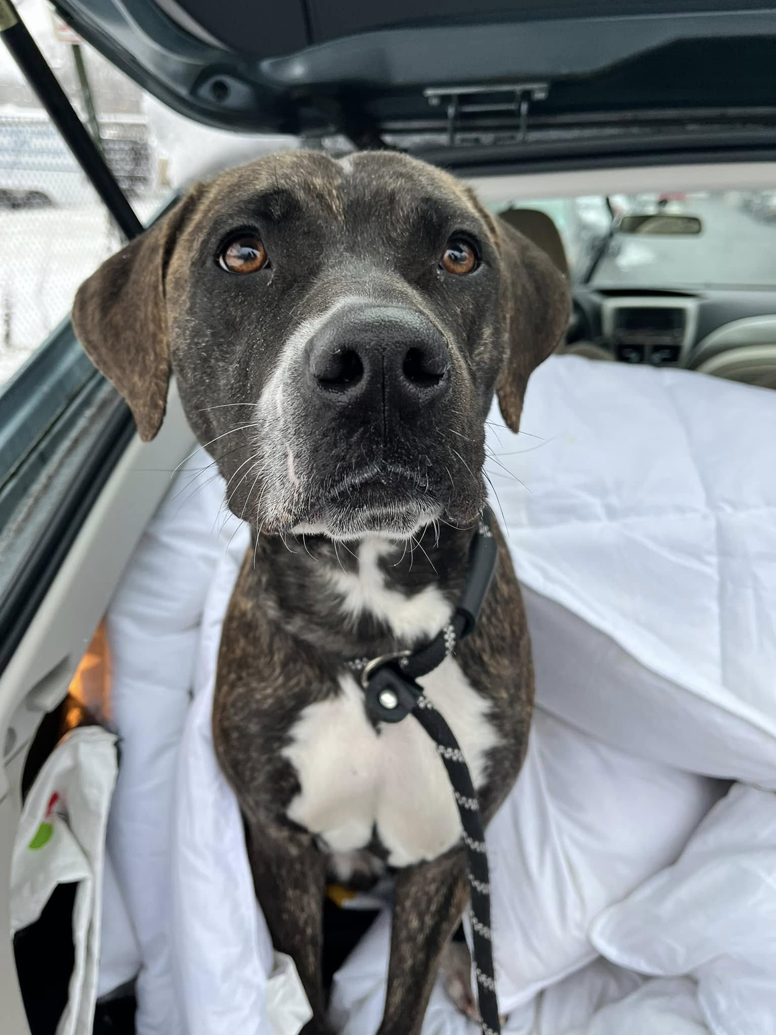 brown and white dog