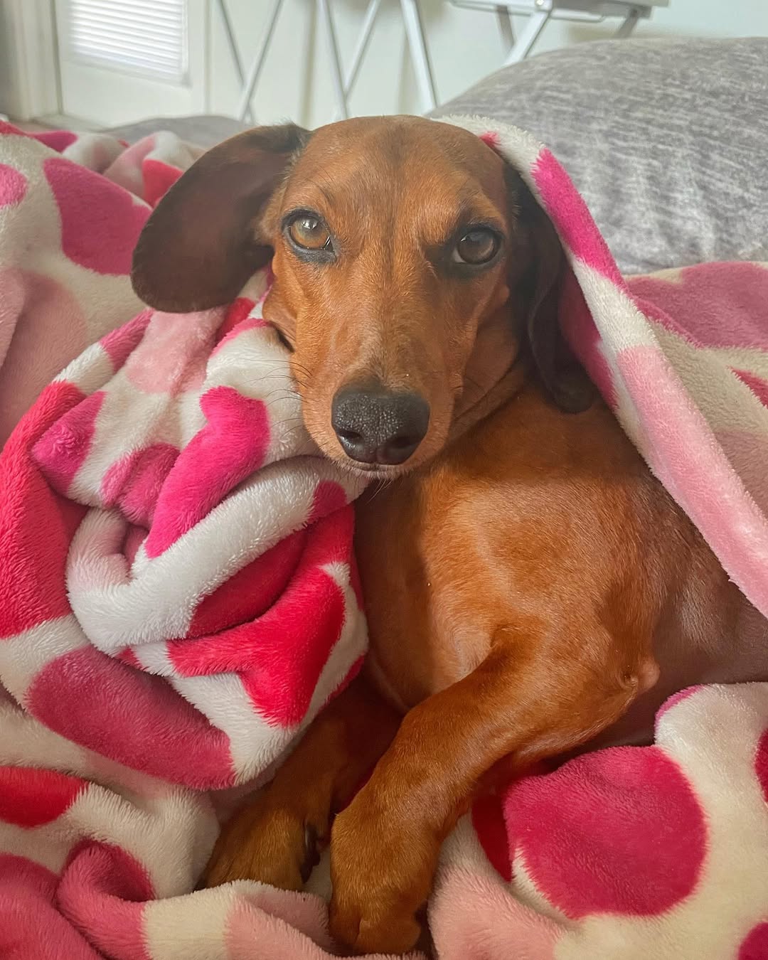 brown dog
