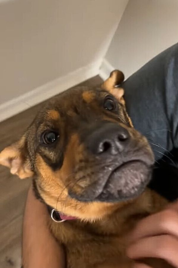 brown dog