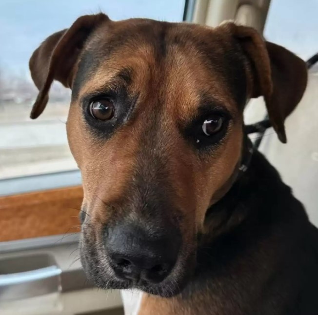 brown dog