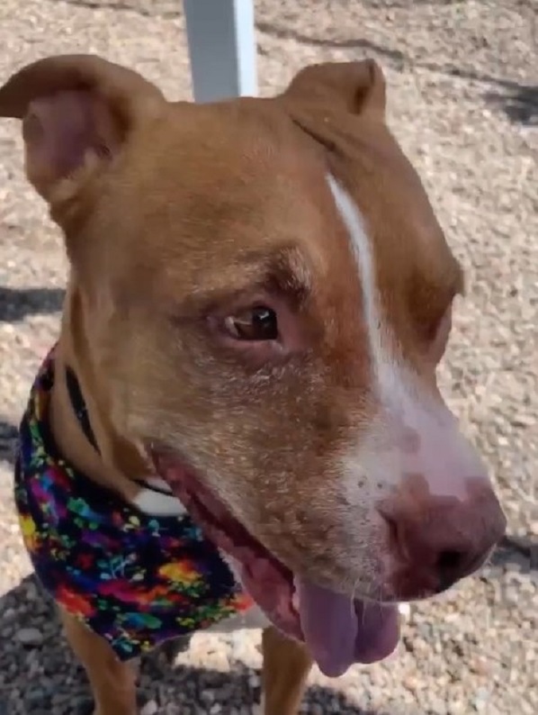 brown dog