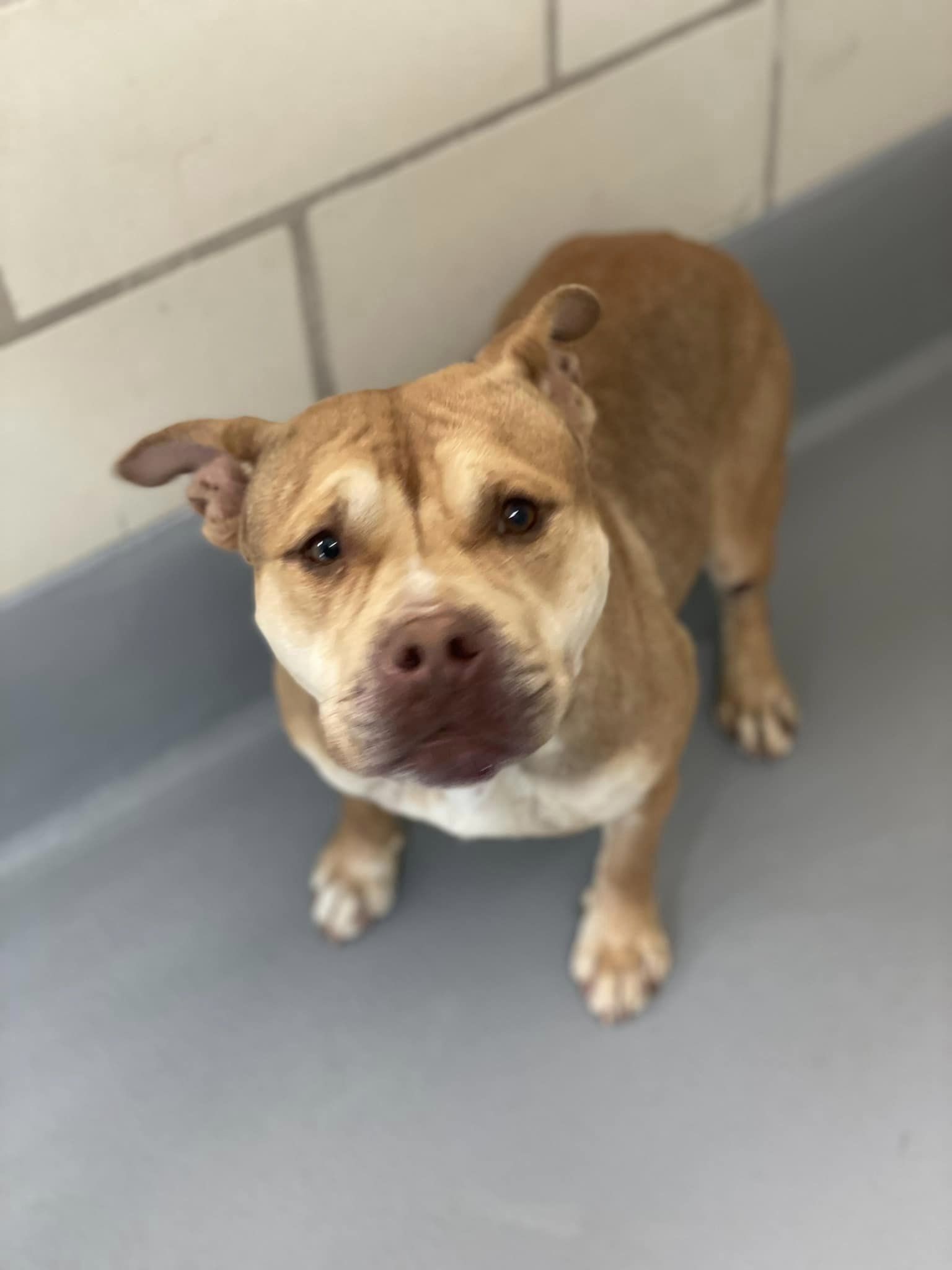 brown dog
