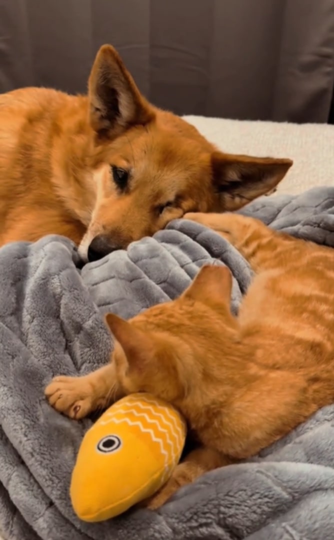 brown dog and brown cat