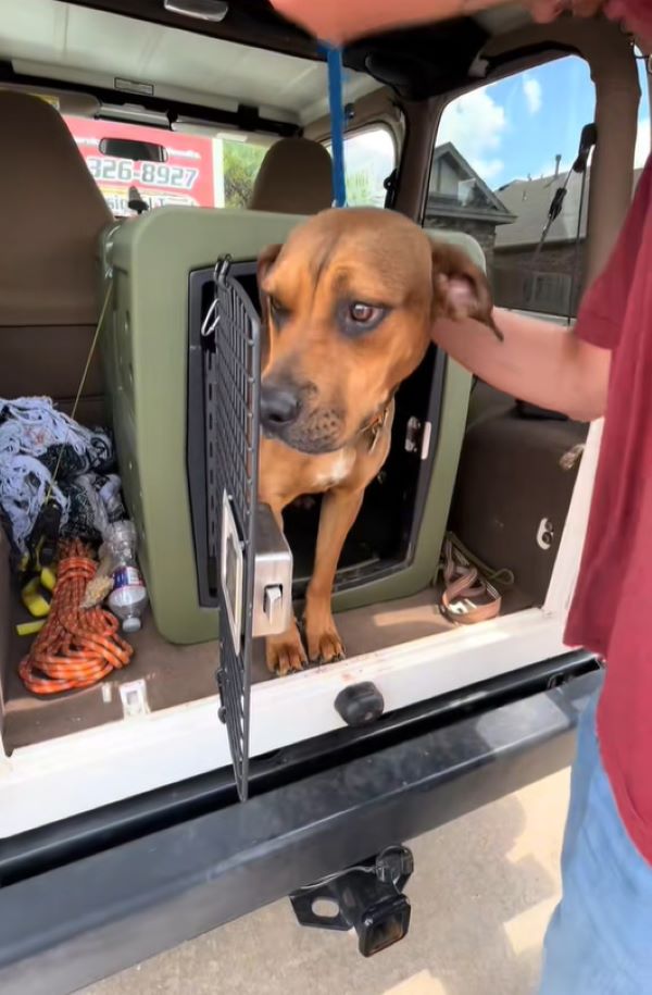 brown dog in crate
