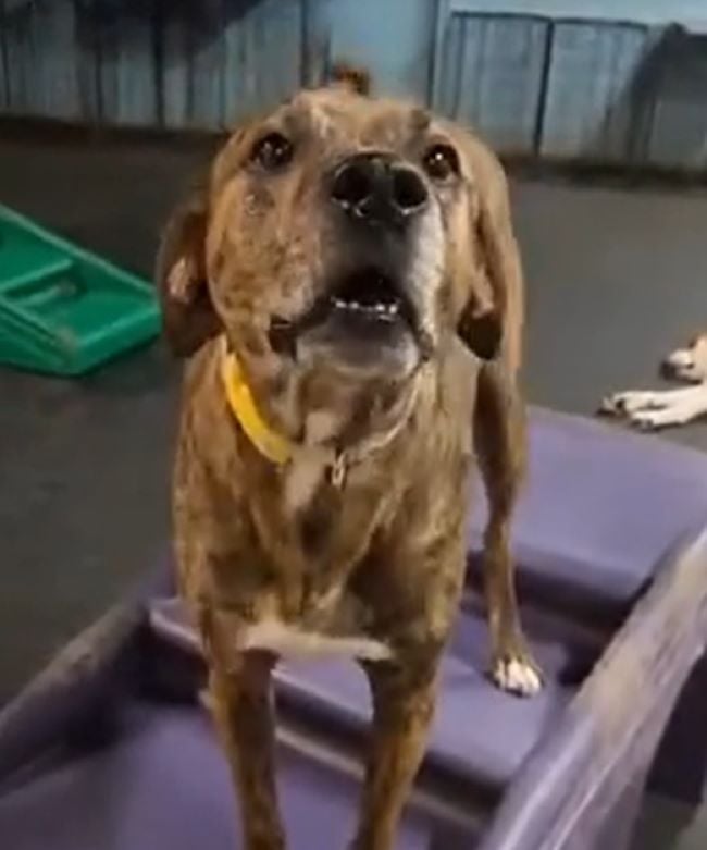 brown dog in daycare