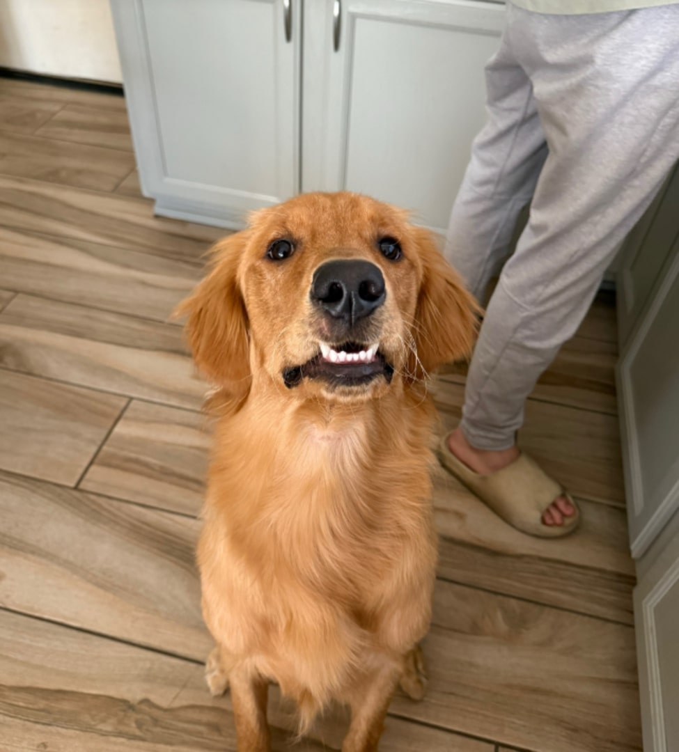 brown dog in house