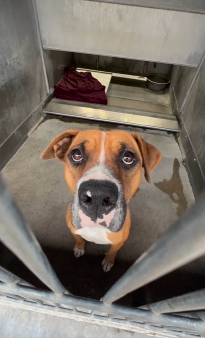 brown dog in shelter