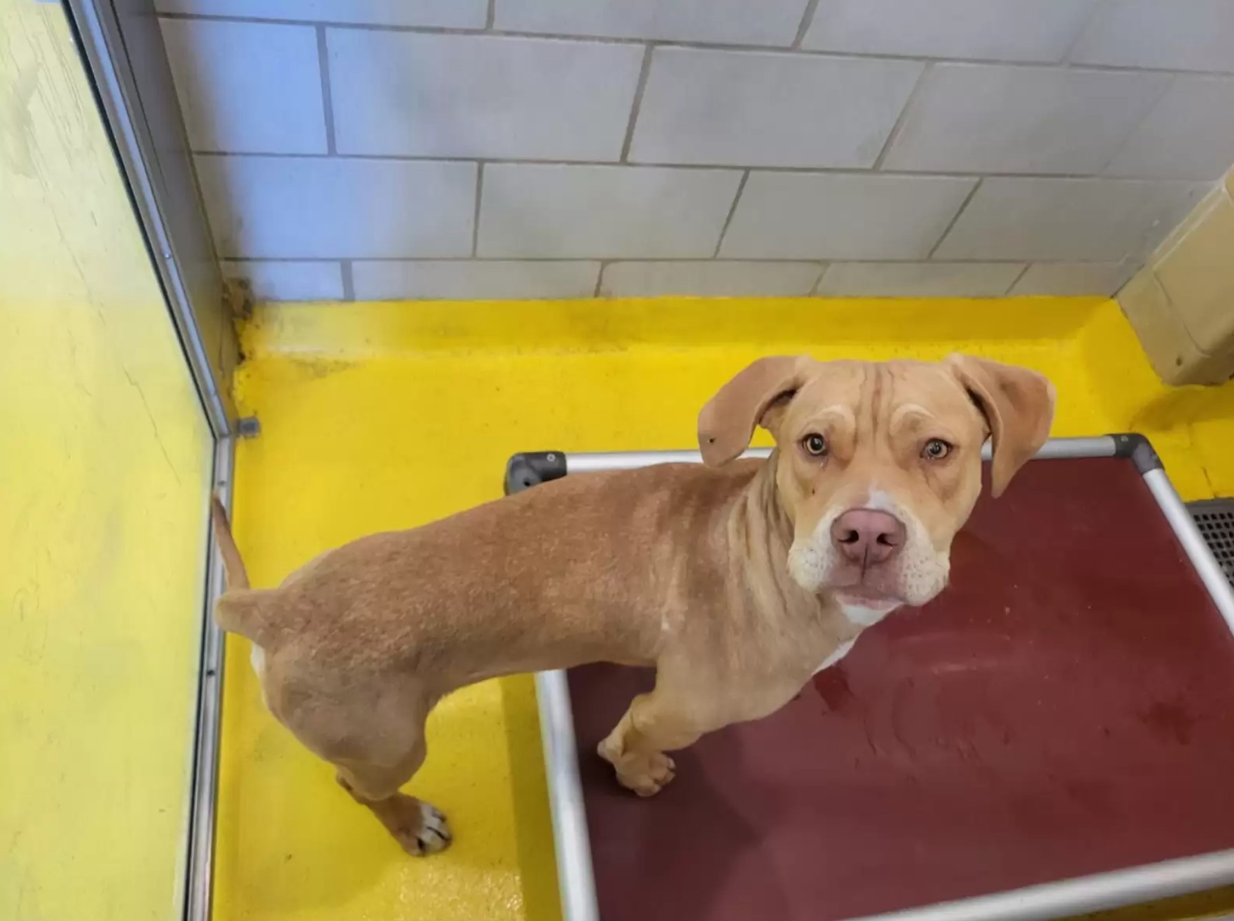 brown dog in shelter