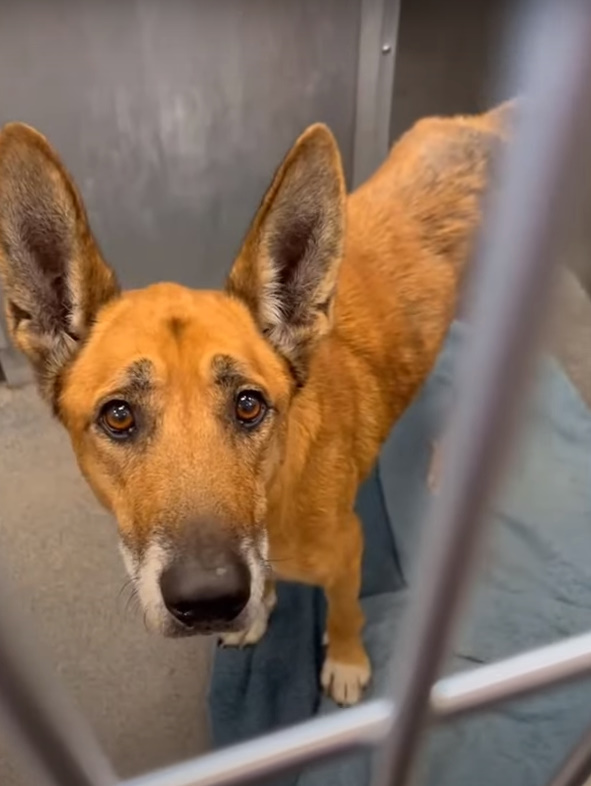 brown dog in shelter