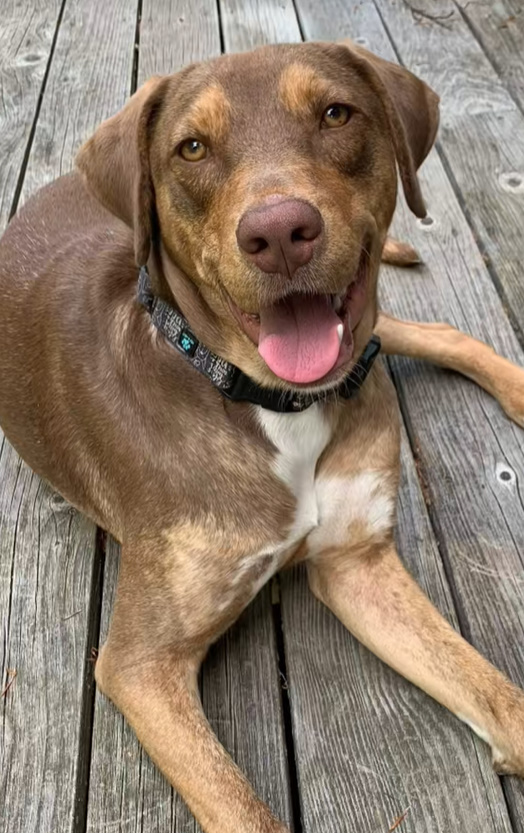 brown dog laying down