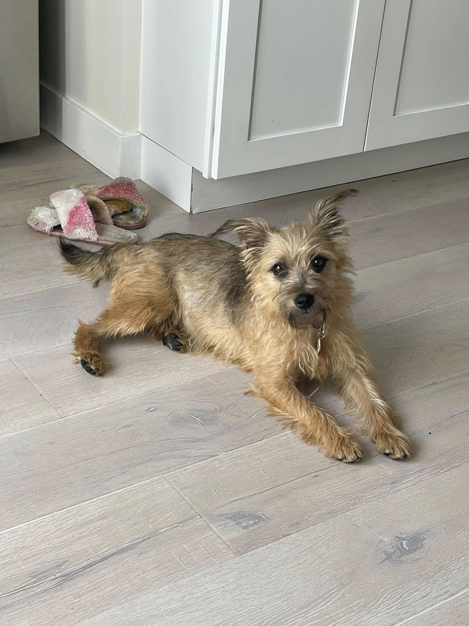 brown dog laying on the floor
