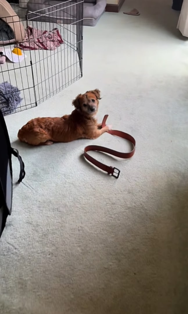 brown dog laying on the floor