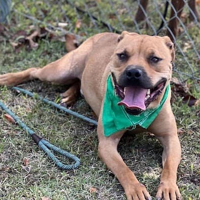 brown dog laying on the ground