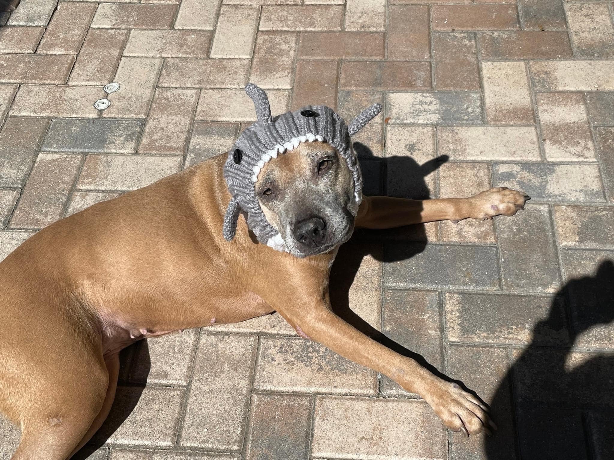 brown dog laying on tiles