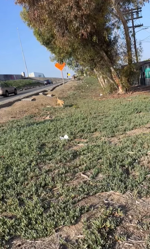 brown dog near road