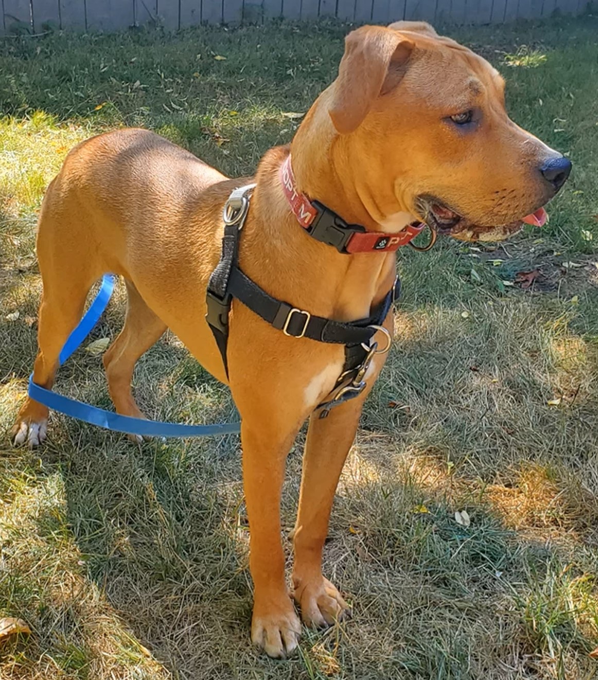 brown dog on a leash