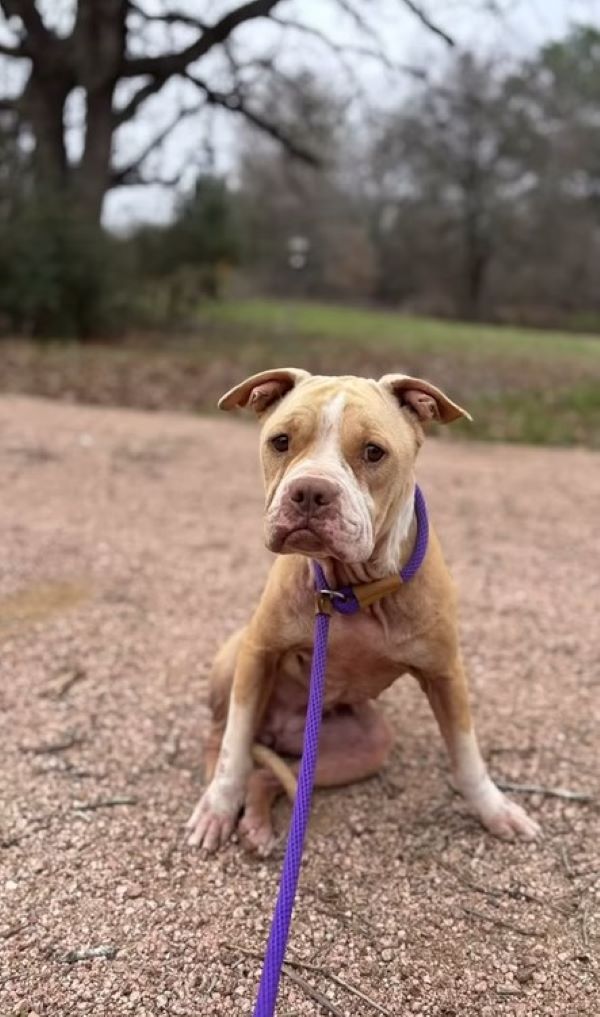 brown dog on a leash