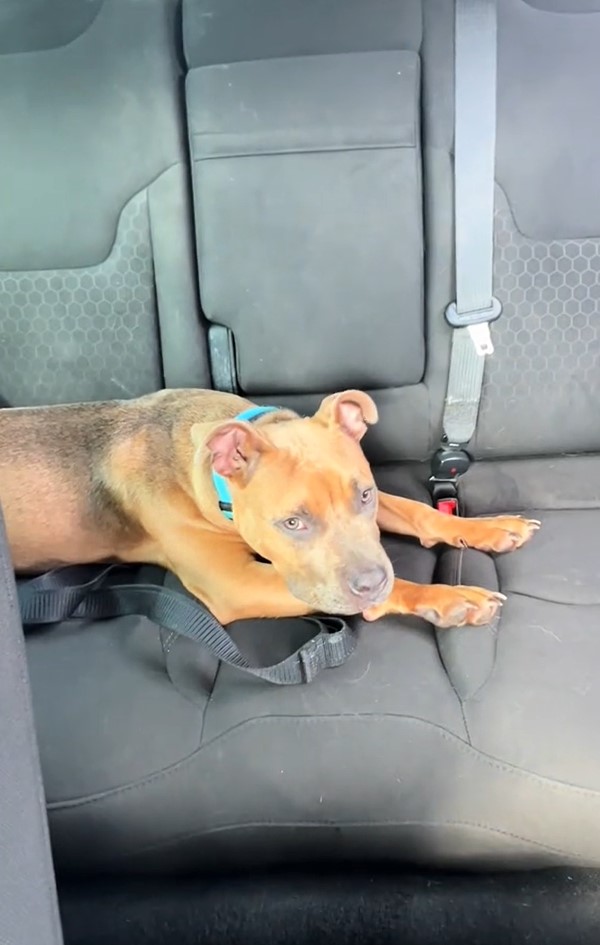 brown dog on backseat of car