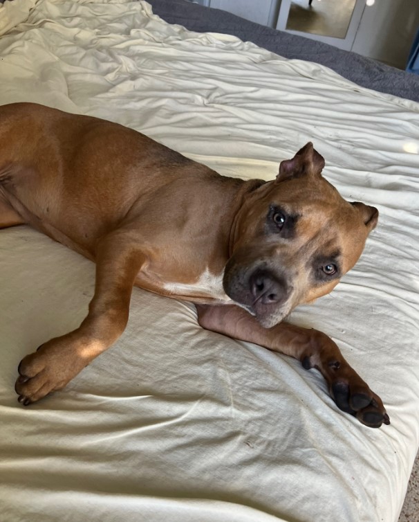brown dog on bed