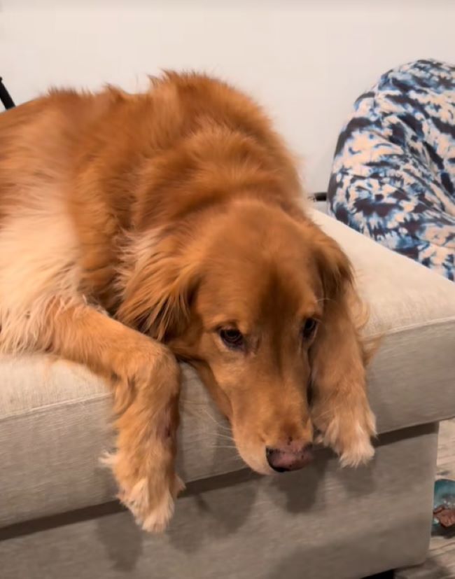 brown dog on couch