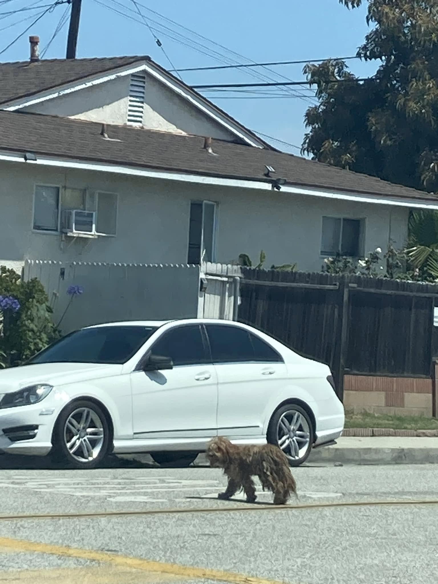 brown dog on street