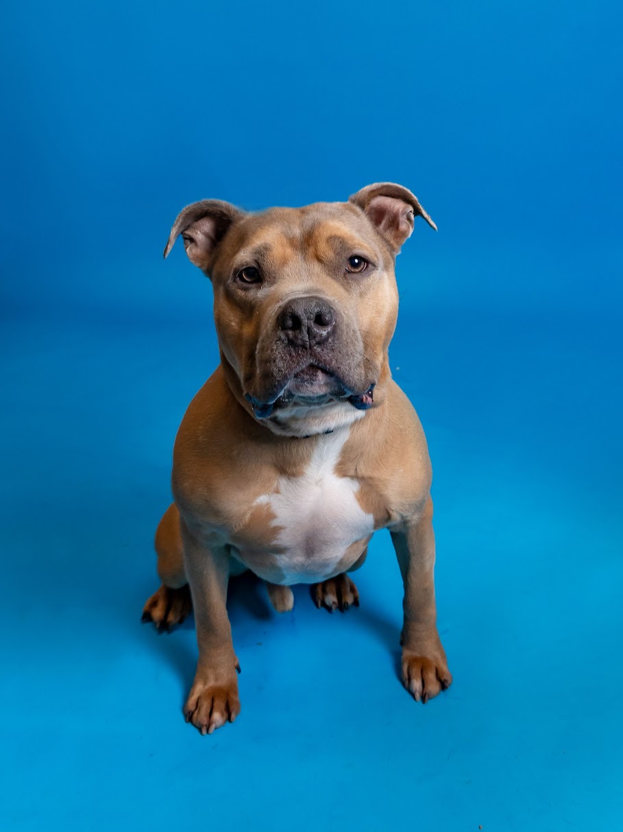 brown dog posing for picture