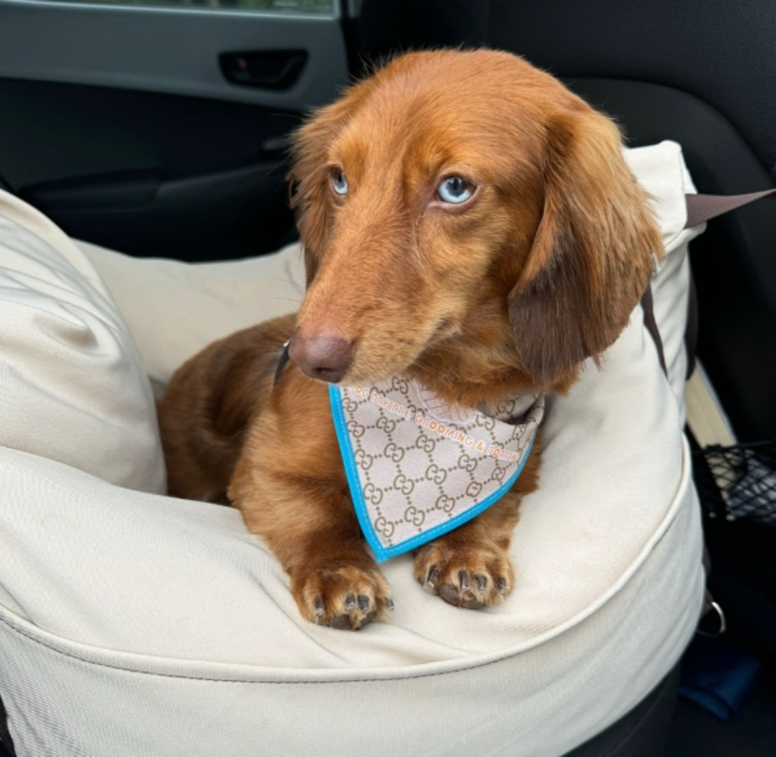 brown dog sitting on owner