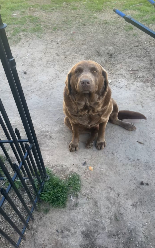 brown dog sitting on the ground