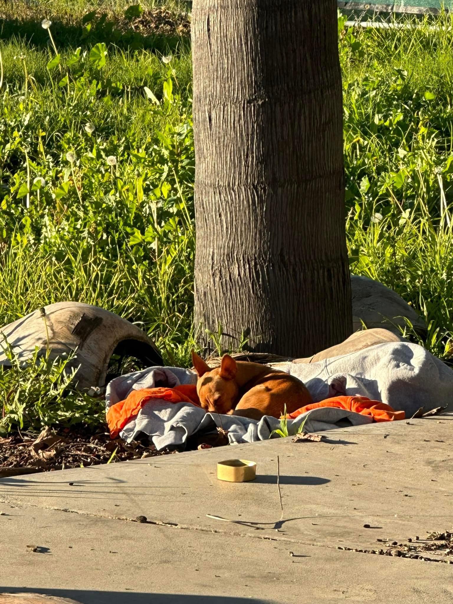 brown dog sleeping near tree