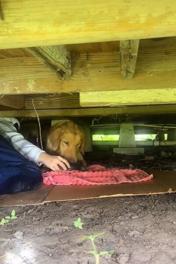 brown dog under house