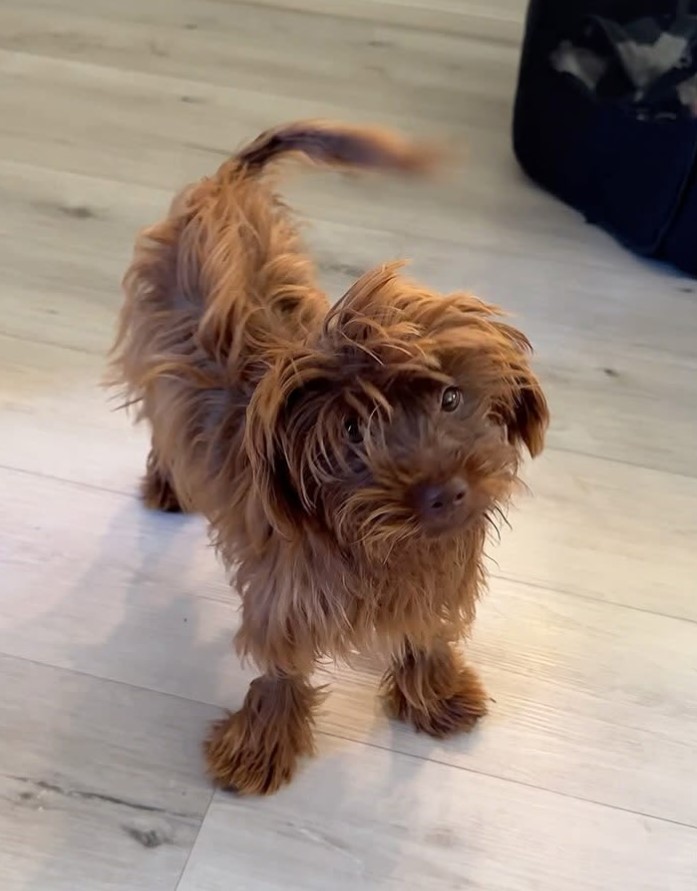 brown dog with beautiful fur