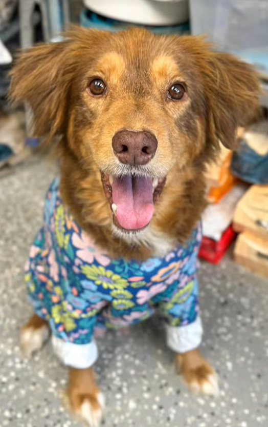 brown dog with shirt on