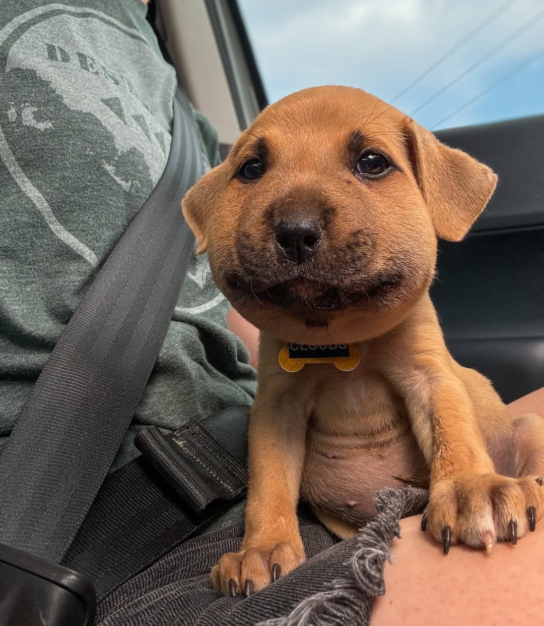 brown dog with swollen face