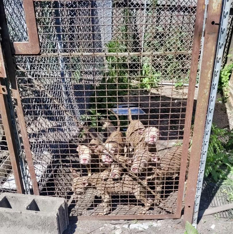 brown puppies in crate
