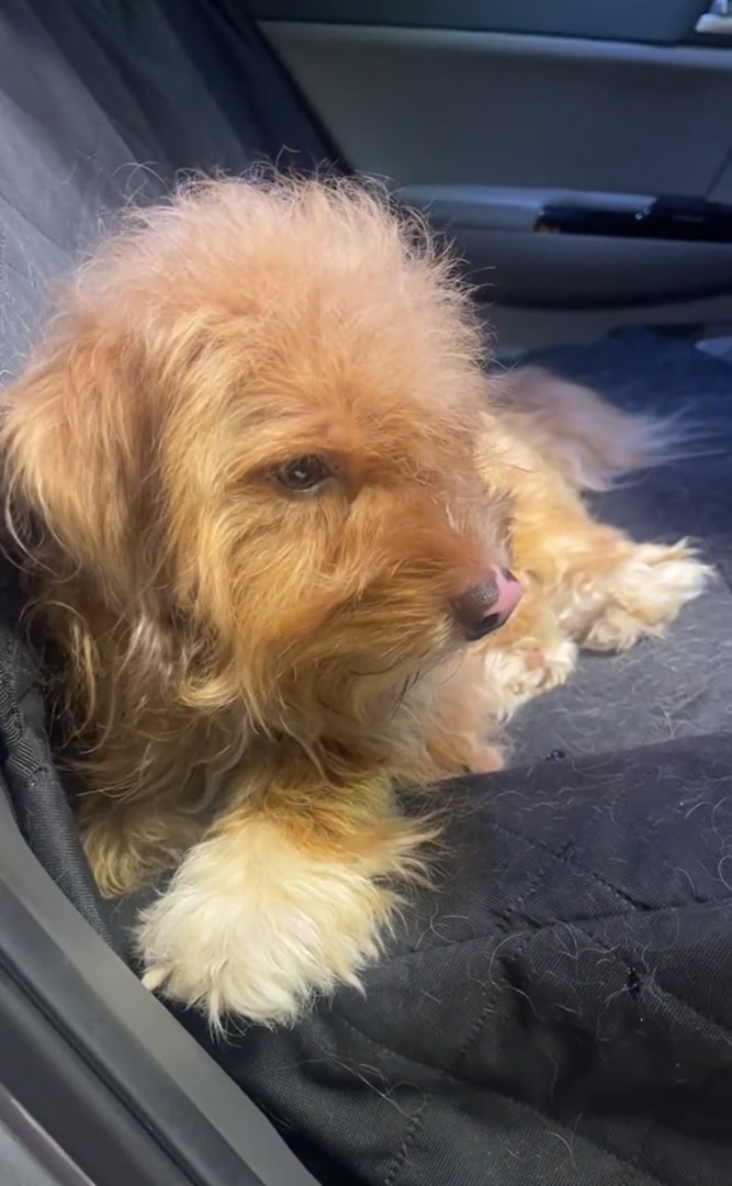 brown puppy in car