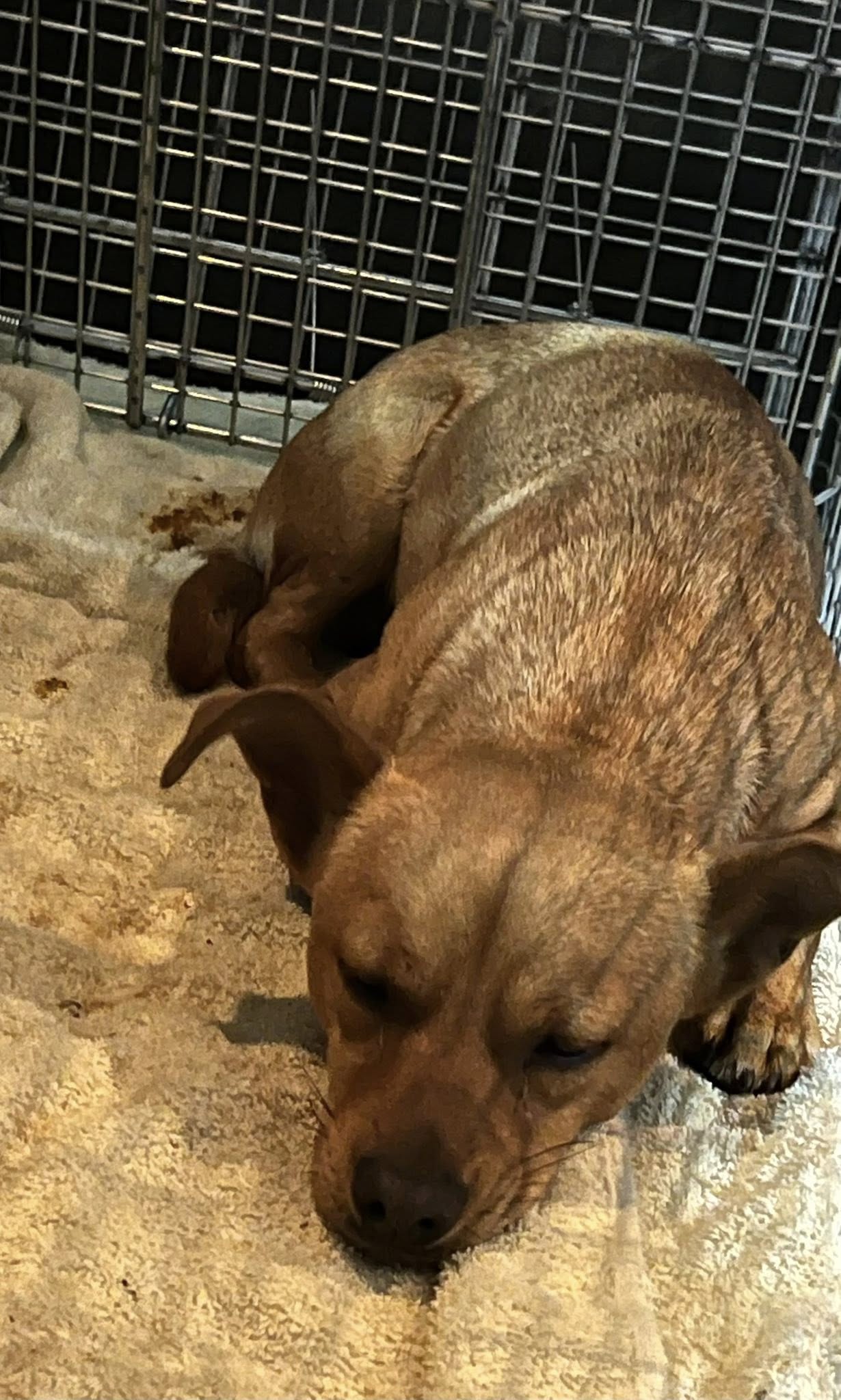 brown puppy laying down in cage